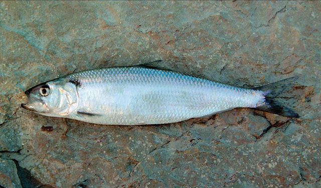 ireland-fish