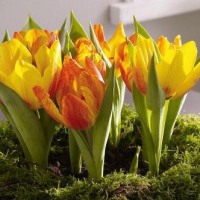გაზაფხულის ყვავილების ზღაპარი: როგორ შევკრათ თაიგული