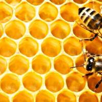 თაფლი: შემადგენლობა, თვისებები, სახეობები